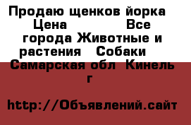 Продаю щенков йорка › Цена ­ 10 000 - Все города Животные и растения » Собаки   . Самарская обл.,Кинель г.